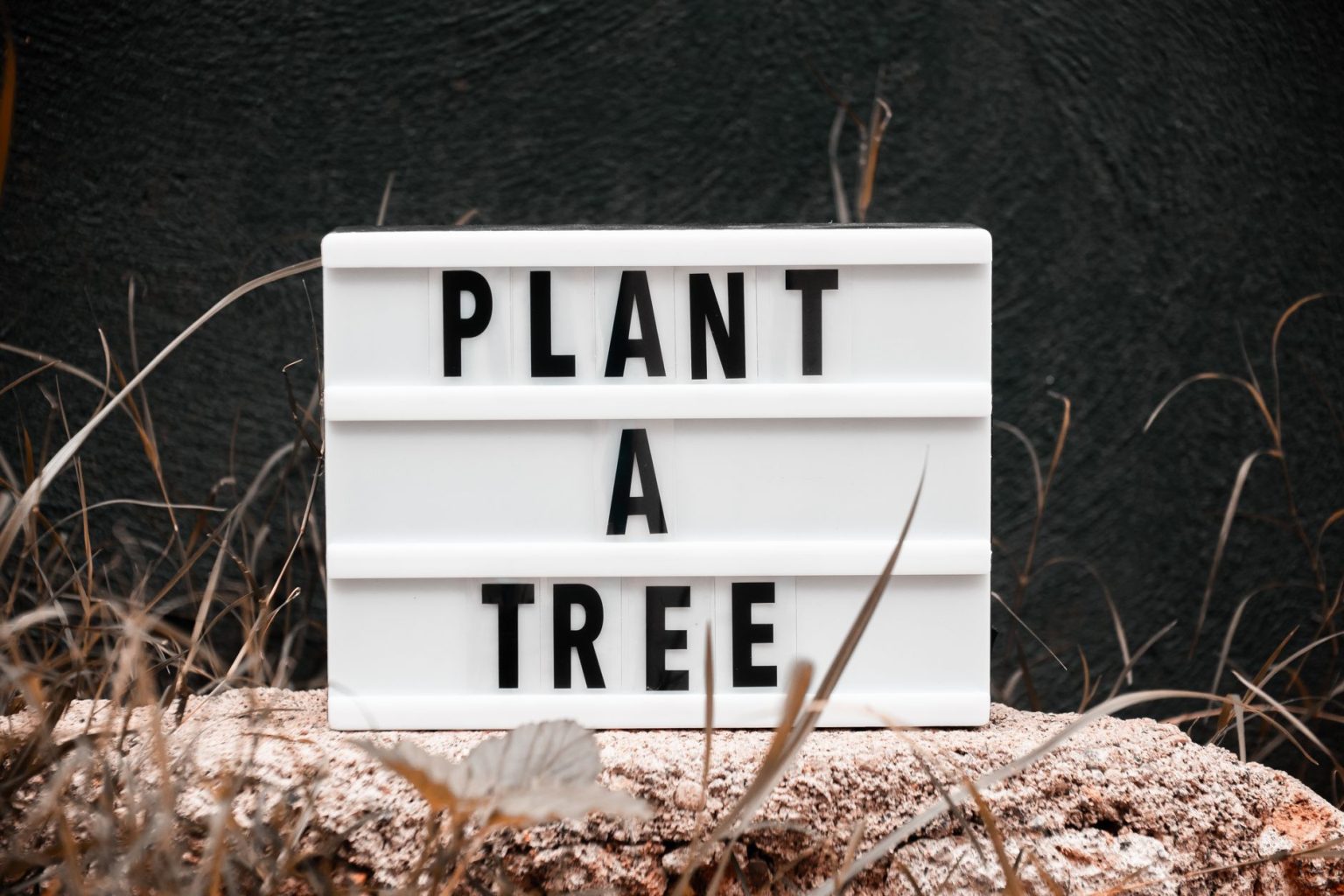 Placa com a mensagem “Plant a Tree” posicionada ao ar livre entre plantas e vegetação.