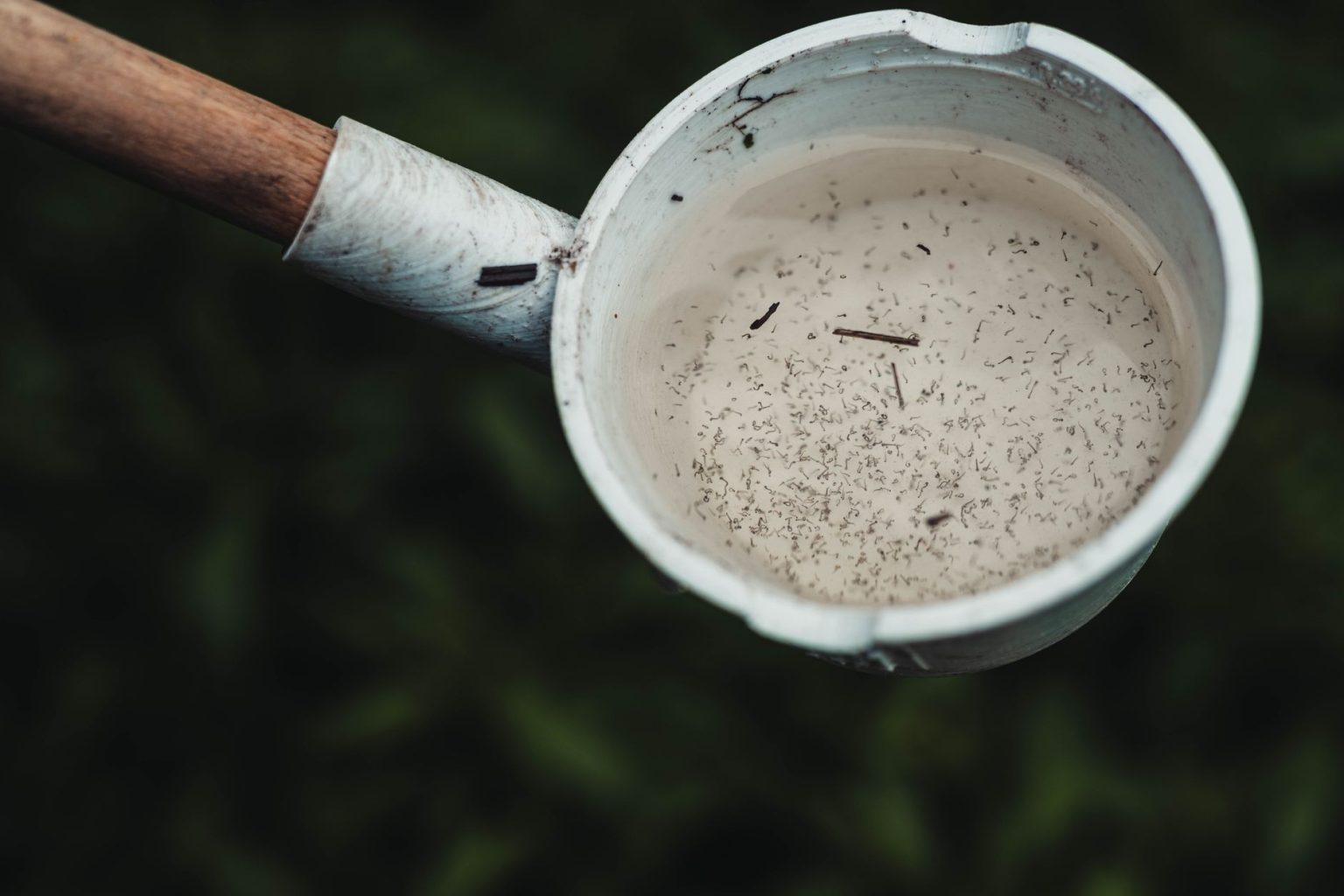 Close de larvas de mosquito em uma concha com água, evidenciando um possível criadouro do Aedes aegypti.