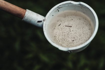 Close de larvas de mosquito em uma concha com água, evidenciando um possível criadouro do Aedes aegypti.