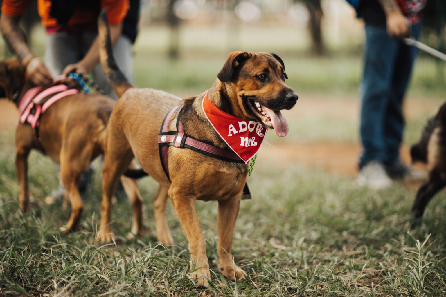Cão usando uma bandana com a mensagem “Adote-me” em um parque.